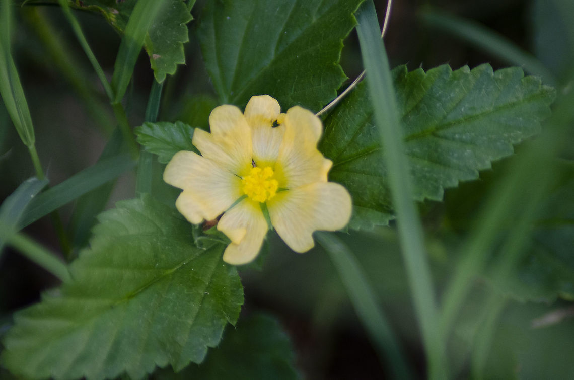 Sida acuta - Wireweed Growing in my backyard as ground cover. Common wireweed,Fall,Geotagged,Sida acuta,United States