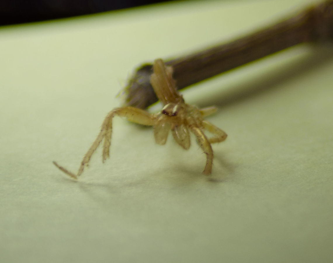 Yellow Sack Spider Remains These are remains I found on a Pecan tree leaf today. I had not seen a spider like this, it looks like a young specimen. As you can see, the legs have been dismembered. Sorry for the blurry photo, I&#039;m not good at taking photos of something this small, it&#039;s got to be about 6mm.<br />
<figure class="photo"><a href="https://www.jungledragon.com/image/99118/yellow_sack_spider_remains.html" title="Yellow Sack Spider Remains"><img src="https://s3.amazonaws.com/media.jungledragon.com/images/4330/99118_thumb.JPG?AWSAccessKeyId=05GMT0V3GWVNE7GGM1R2&Expires=1759968010&Signature=VT1W%2Bv73GMRQne4100H6VNUbf6U%3D" width="200" height="134" alt="Yellow Sack Spider Remains https://www.jungledragon.com/image/99060/yellow_sack_spider_remains.html<br />
 Black-footed yellow sac spider,Cheiracanthium inclusum" /></a></figure><br />
 Black-footed yellow sac spider,Cheiracanthium inclusum,Fall,Geotagged,United States