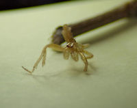 Yellow Sack Spider Remains These are remains I found on a Pecan tree leaf today. I had not seen a spider like this, it looks like a young specimen. As you can see, the legs have been dismembered. Sorry for the blurry photo, I'm not good at taking photos of something this small, it's got to be about 6mm.<br />
https://www.jungledragon.com/image/99118/yellow_sack_spider_remains.html<br />
 Black-footed yellow sac spider,Cheiracanthium inclusum,Fall,Geotagged,United States