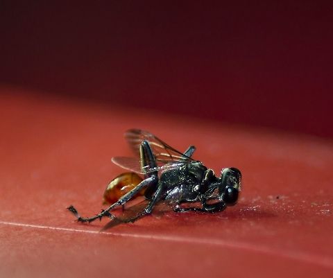 Flying Insect With Orange Abdomen Found this insect on the ground covered in ants. Realized it was still alive when I got the ants off.  Have not been able to identify the species. This photo doesn't show the brown criss-cross lines on the back. Trichopoda_pennipes?  
https://www.jungledragon.com/image/99092/flying_insect_markings_on_back.html
 Fall,Geotagged,Prionyx parkeri,United States