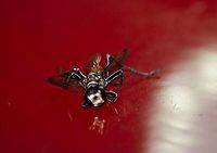 Flying Insect Markings On Back https://www.jungledragon.com/image/99091/flying_insect_with_orange_abdomen.html<br />
 Fall,Geotagged,Prionyx parkeri,United States