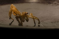 Yellow Sack Spider Remains https://www.jungledragon.com/image/99060/yellow_sack_spider_remains.html<br />
 Black-footed yellow sac spider,Cheiracanthium inclusum