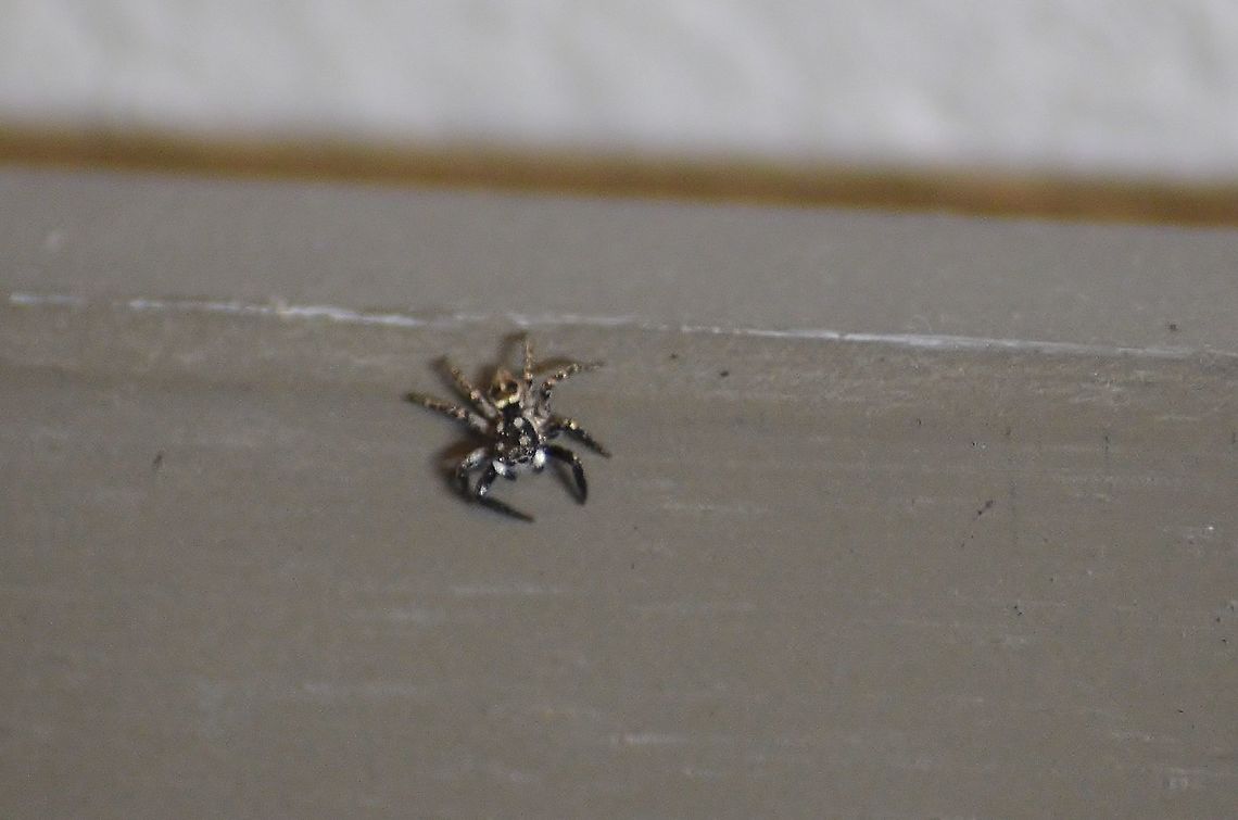 Anasaitis canosa I've had a couple of these around my house lately. Gold markings on the abdomen, gold and black legs and four dots on the headplate. I love how it rolls its eyes as it walks. I'd like to get it on video. Anasaitis canosa,Geotagged,Summer,United States