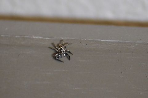 Anasaitis canosa I've had a couple of these around my house lately. Gold markings on the abdomen, gold and black legs and four dots on the headplate. I love how it rolls its eyes as it walks. I'd like to get it on video. Anasaitis canosa,Geotagged,Summer,United States