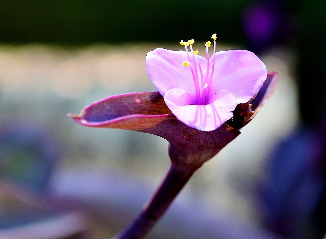 Tradescantia_pallida  Geotagged,Tradescantia pallida,United States,Wandering Jew,Winter