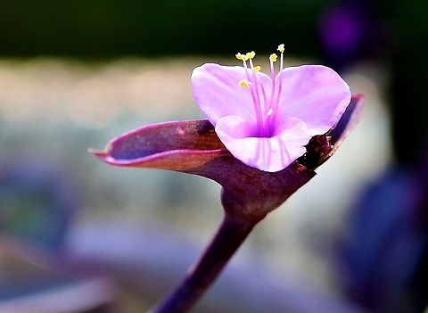 Tradescantia_pallida  Geotagged,Tradescantia pallida,United States,Wandering Jew,Winter