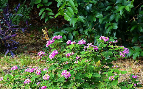 Papilio rumiko Likes the Lantana in the backyard Geotagged,Giant swallowtail,Papilio cresphontes,Papilio homothoas,Papilio rumiko,United States,Winter