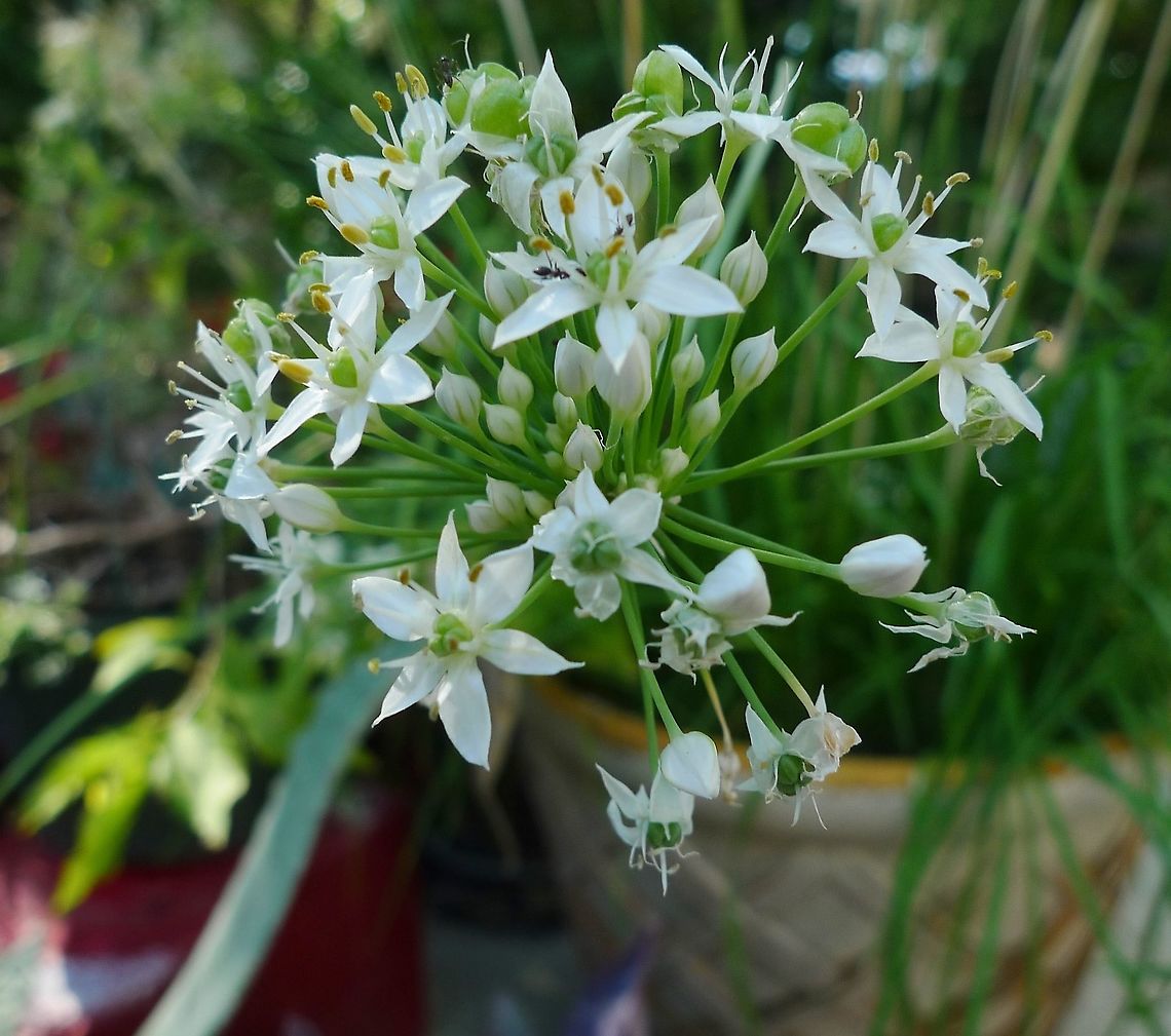 Allium tuberosum Haven't ventured to use it in food yet, however it's a big attraction for bees and other flying insects.  Spiders often set up sticky webs. Allium tuberosum,Fall,Geotagged,United States