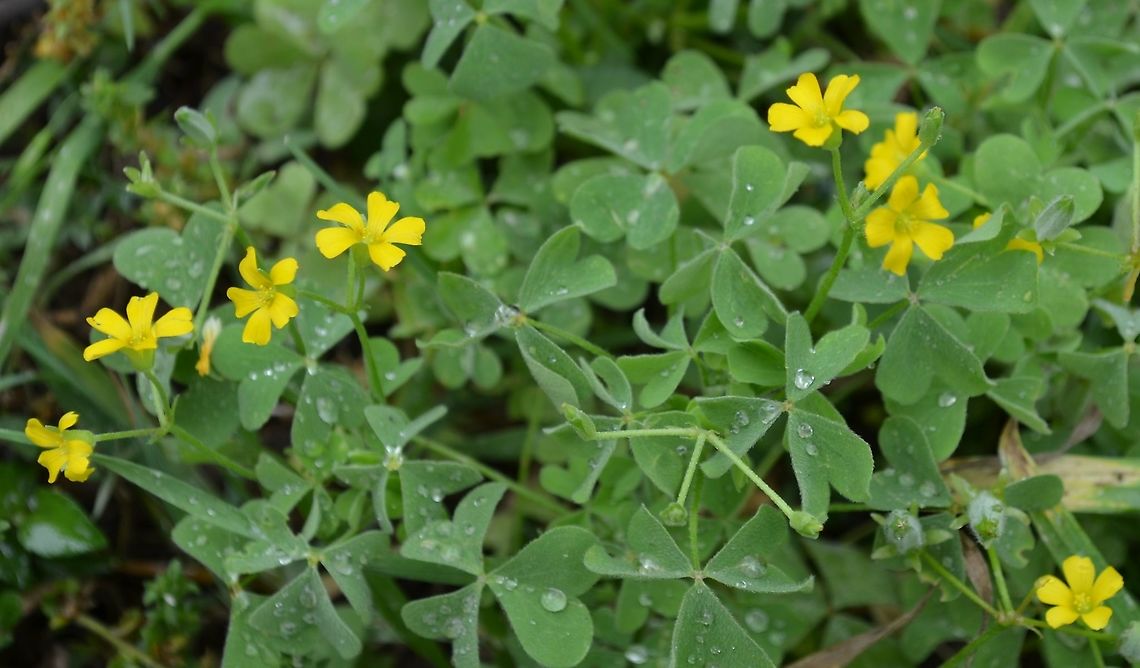 Yellow wood sorrel (Oxalis stricta) They grow in the backyard and attract bees Common yellow woodsorrel,Geotagged,Oxalis stricta,Spring,United States