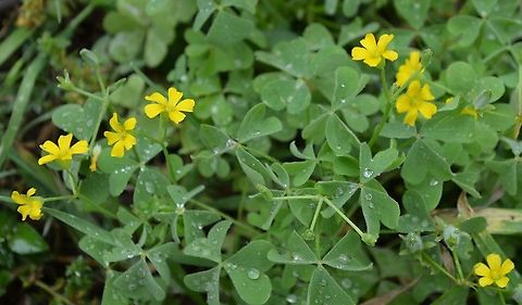 Yellow wood sorrel (Oxalis stricta) They grow in the backyard and attract bees Common yellow woodsorrel,Geotagged,Oxalis stricta,Spring,United States