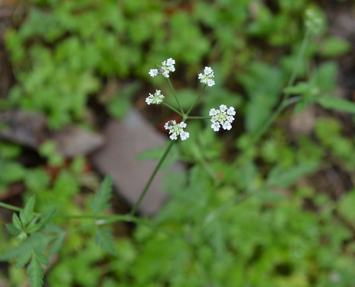 Torilis Arvensis You can see that the carpet beetles like the flowers. Daucus carota,Geotagged,Spring,Torilis Arvensis,Torilis arvensis,United States,Wild carrot
