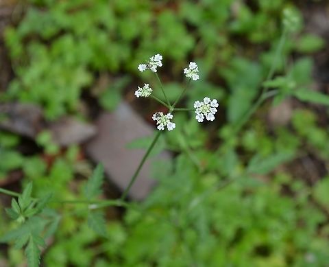 Torilis Arvensis You can see that the carpet beetles like the flowers. Daucus carota,Geotagged,Spring,Torilis Arvensis,Torilis arvensis,United States,Wild carrot