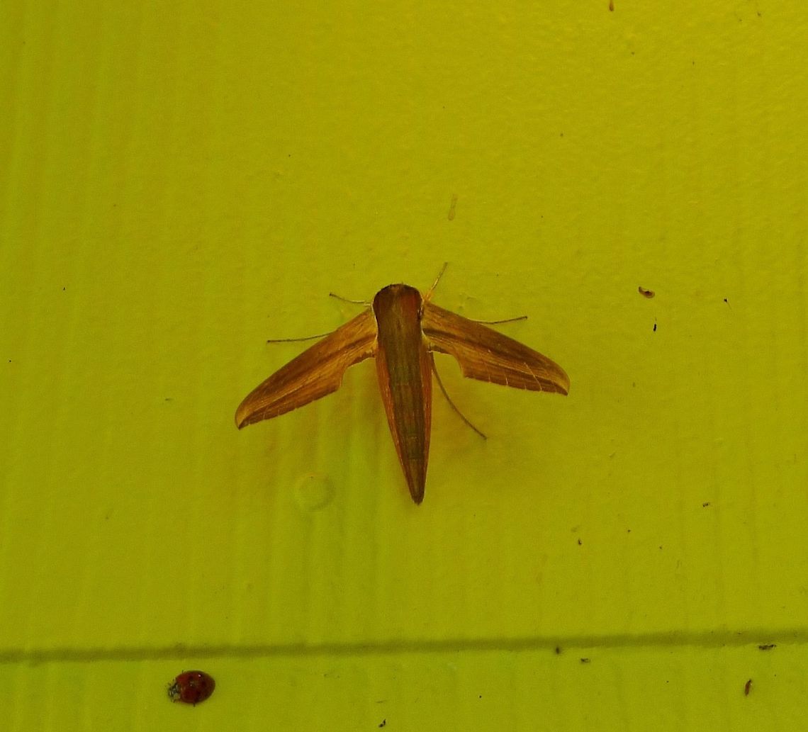 Wood Grain Moth Xylophanes tersa Stayed on my front porch for a while.  See the lady bug below. Geotagged,Summer,Tersa Sphinx,United States,Xylophanes tersa