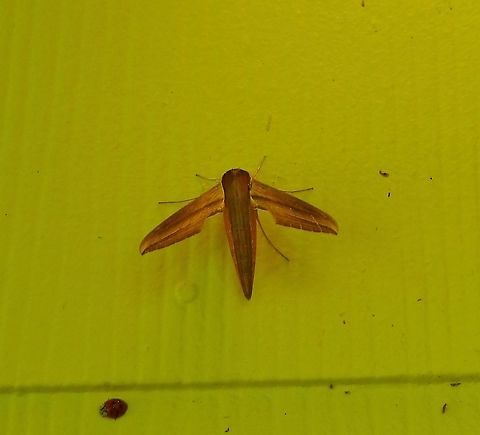 Wood Grain Moth Xylophanes tersa Stayed on my front porch for a while.  See the lady bug below. Geotagged,Summer,Tersa Sphinx,United States,Xylophanes tersa