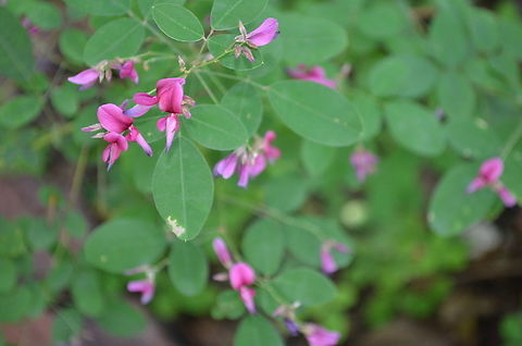 Lespedeza bicolor Turcz Growing in the yard of my previous home. Geotagged,Lespedeza bicolor,Shrub lespedeza,Summer,United States
