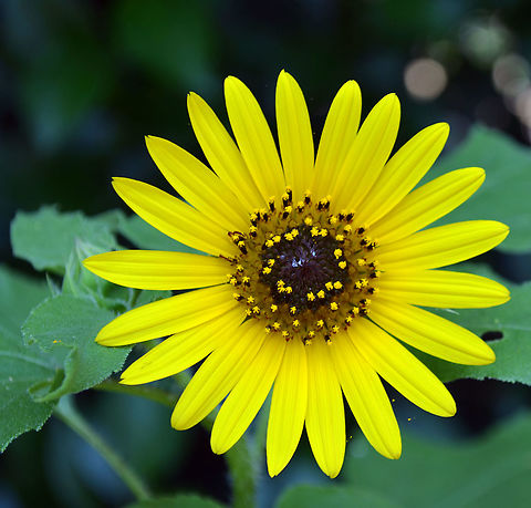 Plain treasureflower