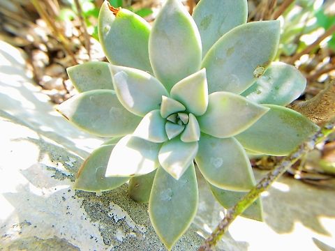 Graptopetalum paraguayense - Ghost Plant It's a ride-along in another planting in my yard.   Geotagged,Graptopetalum paraguayense,Summer,United States