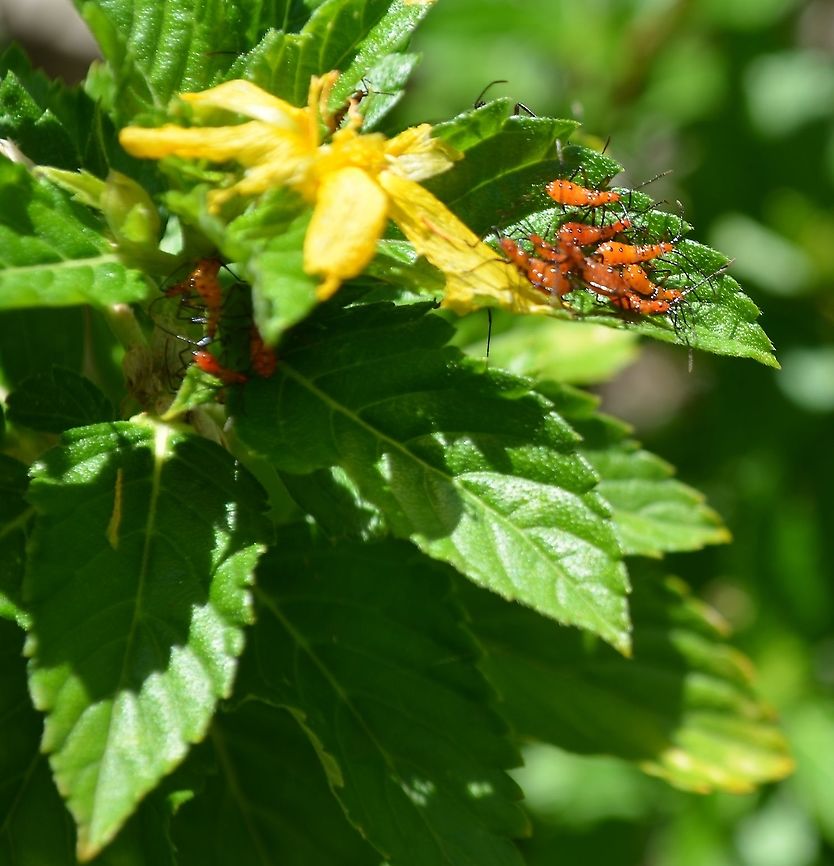 Leptoglossus oppositus Not absolutely sure of species, here is what I thought they match<br />
<br />
<a href="https://bugguide.net/node/view/515997" rel="nofollow">https://bugguide.net/node/view/515997</a><br />
<br />
<br />
 Fall,Geotagged,Leptoglossus oppositus,United States