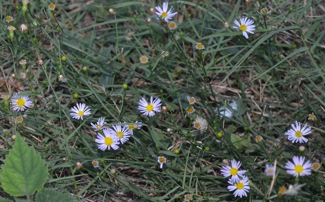 Aster subulatus (Michx.) Hort ex Michx  Bushy Starwort The Bees absolutely love this.<br />
<figure class="photo"><a href="https://www.jungledragon.com/image/99412/honey_bee_hugging_aster_subulatus.html" title="Honey Bee Hugging Aster subulatus"><img src="https://s3.amazonaws.com/media.jungledragon.com/images/4330/99412_thumb.jpg?AWSAccessKeyId=05GMT0V3GWVNE7GGM1R2&Expires=1769040010&Signature=4d6ZVBM7HlX87Exm9N%2BZW%2BNr7XU%3D" width="200" height="160" alt="Honey Bee Hugging Aster subulatus https://www.jungledragon.com/image/99411/aster_subulatus_michx._hort_ex_michx_bushy_starwort.html Geotagged,Symphyotrichum subulatum,United States,Winter" /></a></figure><br />
 Geotagged,Symphyotrichum subulatum,United States,Winter