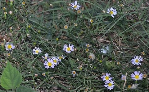 Aster subulatus (Michx.) Hort ex Michx  Bushy Starwort The Bees absolutely love this.
https://www.jungledragon.com/image/99412/honey_bee_hugging_aster_subulatus.html
 Geotagged,Symphyotrichum subulatum,United States,Winter