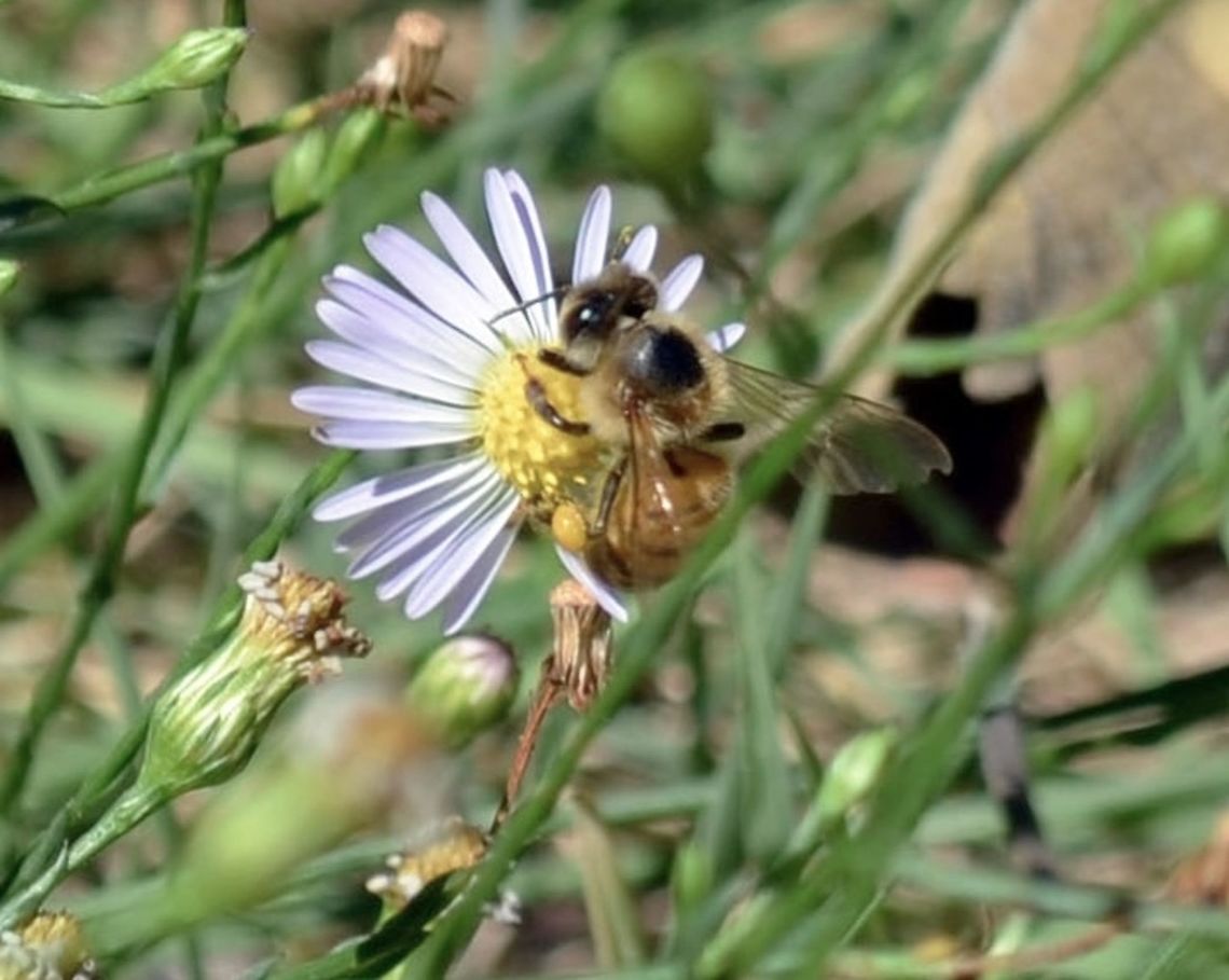 Honey Bee Hugging Aster subulatus <figure class="photo"><a href="https://www.jungledragon.com/image/99411/aster_subulatus_michx._hort_ex_michx_bushy_starwort.html" title="Aster subulatus (Michx.) Hort ex Michx  Bushy Starwort"><img src="https://s3.amazonaws.com/media.jungledragon.com/images/4330/99411_thumb.JPG?AWSAccessKeyId=05GMT0V3GWVNE7GGM1R2&Expires=1759968010&Signature=X3lPiupf7ELs6wra4lDW2JmIqnI%3D" width="200" height="126" alt="Aster subulatus (Michx.) Hort ex Michx  Bushy Starwort The Bees absolutely love this.<br />
https://www.jungledragon.com/image/99412/honey_bee_hugging_aster_subulatus.html<br />
 Geotagged,Symphyotrichum subulatum,United States,Winter" /></a></figure> Geotagged,Symphyotrichum subulatum,United States,Winter