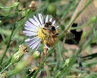 Honey Bee Hugging Aster subulatus https://www.jungledragon.com/image/99411/aster_subulatus_michx._hort_ex_michx_bushy_starwort.html Geotagged,Symphyotrichum subulatum,United States,Winter