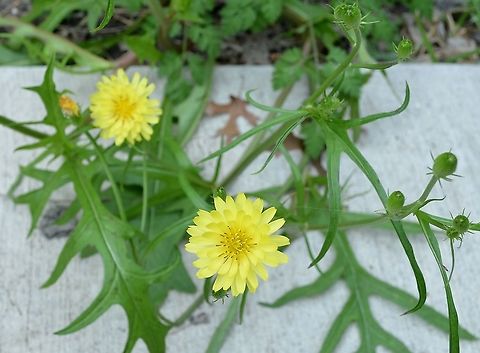 Pyrrhopappus carolinianus. Also called Texas False Dandelion Carolina False Dandelion,Geotagged,Pyrrhopappus carolinianus,Spring,United States