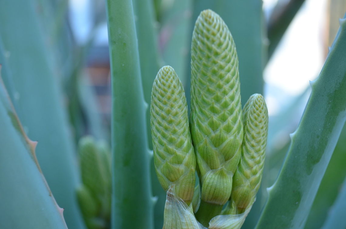 Aloe Flower Buds I found the flower buds to be almost as attractive as the flowers when they open. Nature is amazing!<br />
<figure class="photo"><a href="https://www.jungledragon.com/image/98103/aloe_vera_flowers.html" title="Aloe vera flowers"><img src="https://s3.amazonaws.com/media.jungledragon.com/images/4330/98103_thumb.jpg?AWSAccessKeyId=05GMT0V3GWVNE7GGM1R2&Expires=1770854410&Signature=GqxZvylrHaQhFztQnm88KGCBSvM%3D" width="200" height="150" alt="Aloe vera flowers I had been given this particular plant last summer and was so pleasantly surprised when it put out these shoots that became flowers, which is a big attraction for bees. https://www.jungledragon.com/image/99414/aloe_flower_buds.html<br />
 Aloe vera,Geotagged,Spring,United States" /></a></figure> Aloe vera,Geotagged,Spring,United States