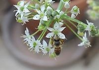 Squash_Bee https://www.jungledragon.com/image/99421/peponapis_front.html Geotagged,Peponapis,Peponapis pruinosa,United States,Winter