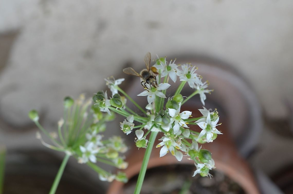 Peponapis Front - /Squash Bee This is from this past Fall. I haven't seen one recently.<br />
<figure class="photo"><a href="https://www.jungledragon.com/image/99417/squash_bee.html" title="Squash_Bee"><img src="https://s3.amazonaws.com/media.jungledragon.com/images/4330/99417_thumb.jpg?AWSAccessKeyId=05GMT0V3GWVNE7GGM1R2&Expires=1770854410&Signature=t4vAx2zFo2baXdNJ9rHhExoHFmo%3D" width="200" height="144" alt="Squash_Bee https://www.jungledragon.com/image/99421/peponapis_front.html Geotagged,Peponapis,Peponapis pruinosa,United States,Winter" /></a></figure> Geotagged,Peponapis,Peponapis pruinosa,United States,Winter