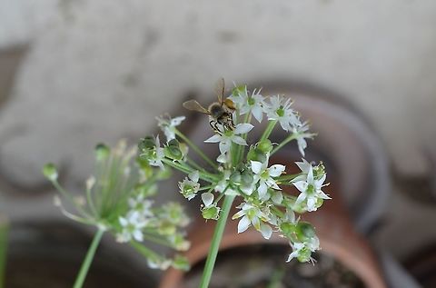 Peponapis Front - /Squash Bee This is from this past Fall. I haven't seen one recently.
https://www.jungledragon.com/image/99417/squash_bee.html Geotagged,Peponapis,Peponapis pruinosa,United States,Winter