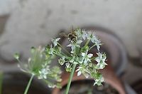 Peponapis Front - /Squash Bee This is from this past Fall. I haven't seen one recently.<br />
https://www.jungledragon.com/image/99417/squash_bee.html Geotagged,Peponapis,Peponapis pruinosa,United States,Winter