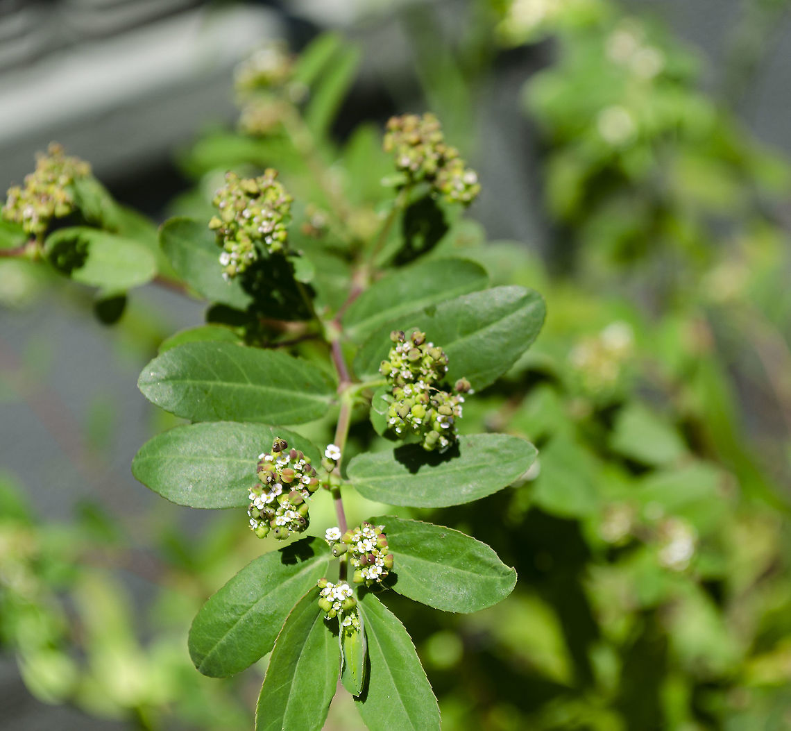 Euphorbia hypericifolia  It's also known as Baby's breath. I think the former owner of the house I am in liked to plant a variety of plants.<br />
<br />
 Baby's Breath Euphorbia,Euphorbia hypericifolia,Geotagged,United States