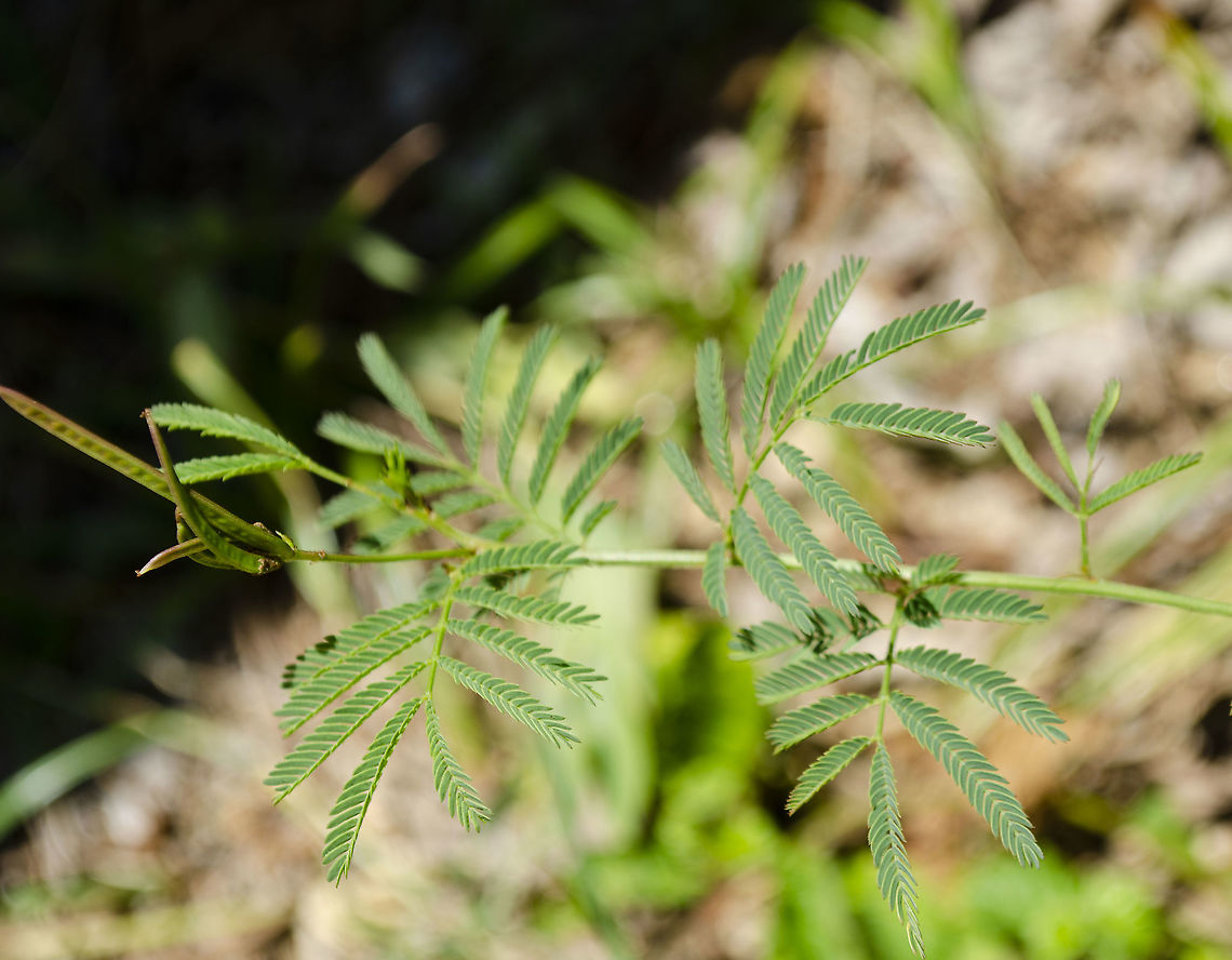 Acaciella angustissima Growing happily adjacent to my driveway. I  thought it was a weed. Acaciella angustissima,Fall,Geotagged,United States