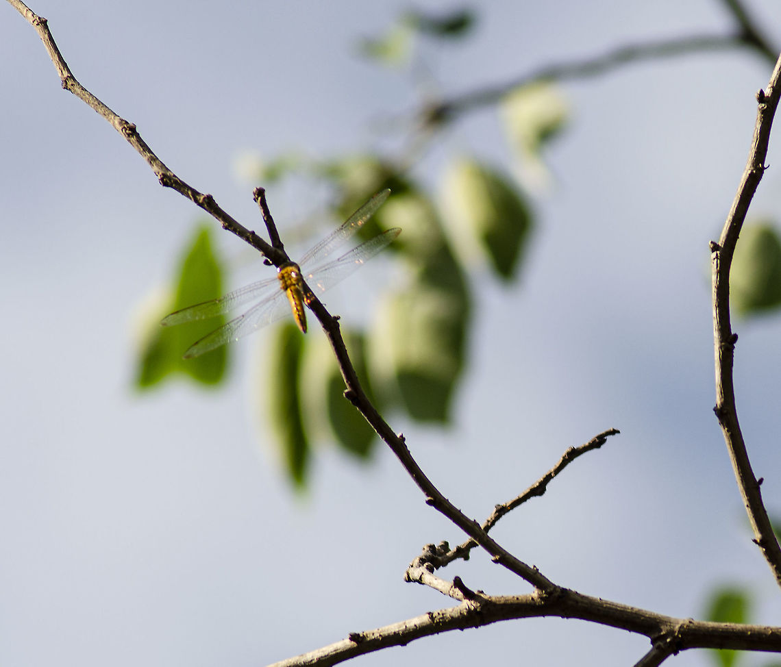 Pantala flavescens Taken while it was sitting on a branch 20 feet above me. First time I have seen this species in my yard. Fall,Geotagged,Pantala flavescens,United States,Wandering Glider