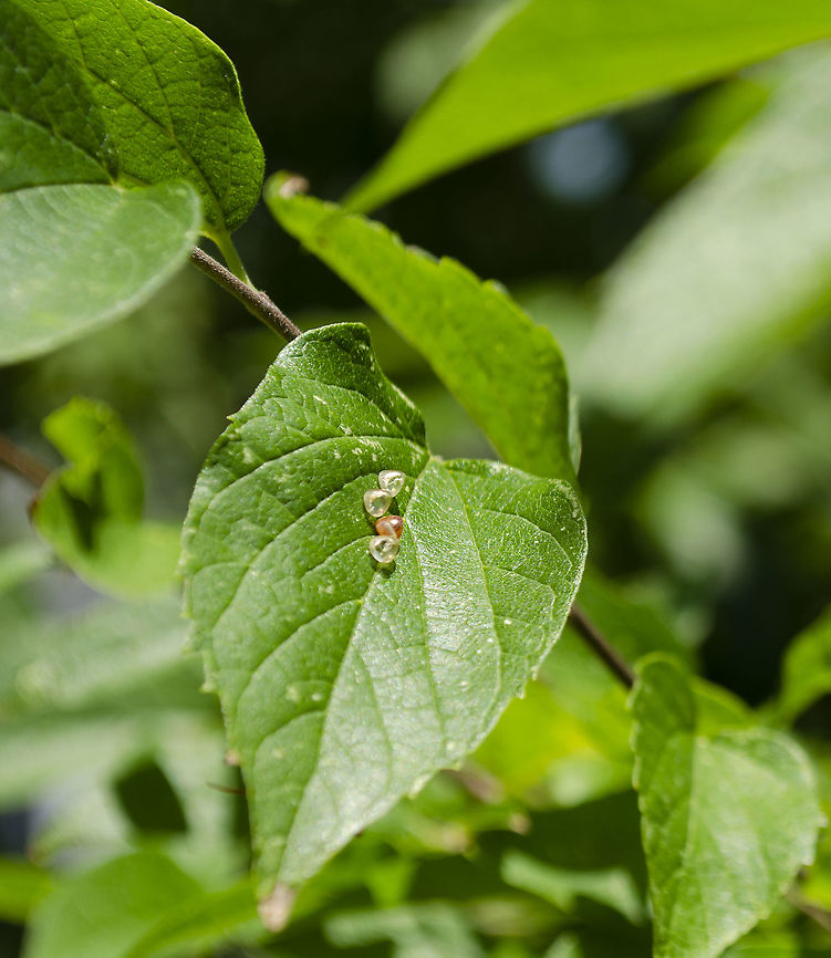 Insect eggs on hackberry leaf I found these a day after a hard rain, surprising that anything would still be on a leaf.<br />
<figure class="photo"><a href="https://www.jungledragon.com/image/99583/nymph_from_eggs_on_hackberry_leaf.html" title="Nymph from eggs on Hackberry Leaf"><img src="https://s3.amazonaws.com/media.jungledragon.com/images/4330/99583_thumb.JPG?AWSAccessKeyId=05GMT0V3GWVNE7GGM1R2&Expires=1767225610&Signature=pdr4agB756a2vuAe7wjvnqW5Dss%3D" width="200" height="134" alt="Nymph from eggs on Hackberry Leaf Here are the nymphs that hatched from the eggs I will link to this photo<br />
https://www.jungledragon.com/image/99517/insect_eggs_on_hackberry_leaf.html Fall,Geotagged,United States" /></a></figure><br />
 Fall,Geotagged,United States