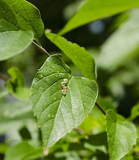 Insect eggs on hackberry leaf I found these a day after a hard rain, surprising that anything would still be on a leaf.
https://www.jungledragon.com/image/99583/nymph_from_eggs_on_hackberry_leaf.html
 Fall,Geotagged,United States