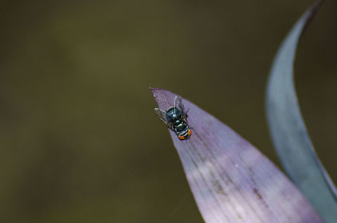 Chrysomya megacephala This fly can be found most days in the back of my yard that is full of bamboo. I had not noticed the blue and green stripes on the abdomen. Chrysomya megacephala,Fall,Geotagged,Oriental Latrine Fly,United States