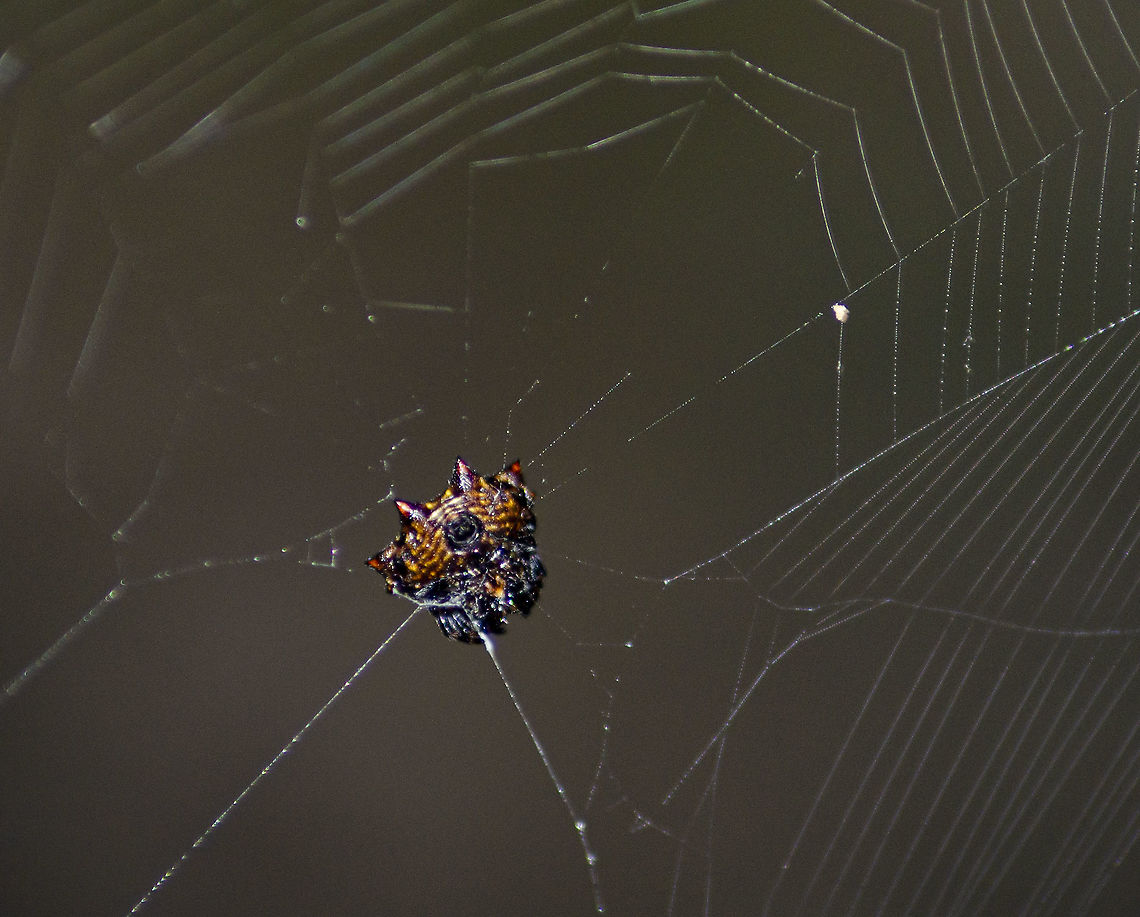Spiny-Back orb weaver with red tips I have not seen an ID for these amazing colors of red tips and brown and yellow striping.  It built a huge web that stretched across 3 feet connecting bamboo. It held strong through a very windy and rainy storm. Fall,Gasteracantha cancriformis,Geotagged,United States