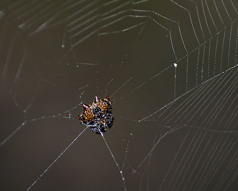 Spiny-Back orb weaver with red tips I have not seen an ID for these amazing colors of red tips and brown and yellow striping.  It built a huge web that stretched across 3 feet connecting bamboo. It held strong through a very windy and rainy storm. Fall,Gasteracantha cancriformis,Geotagged,United States