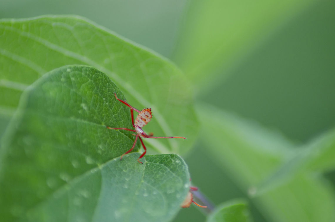 Nymph from eggs on Hackberry Leaf Here are the nymphs that hatched from the eggs I will link to this photo<br />
<figure class="photo"><a href="https://www.jungledragon.com/image/99517/insect_eggs_on_hackberry_leaf.html" title="Insect eggs on hackberry leaf"><img src="https://s3.amazonaws.com/media.jungledragon.com/images/4330/99517_thumb.JPG?AWSAccessKeyId=05GMT0V3GWVNE7GGM1R2&Expires=1759968010&Signature=fwwN%2F5%2FEdzuGT1U7hhjSam6XTWA%3D" width="132" height="152" alt="Insect eggs on hackberry leaf I found these a day after a hard rain, surprising that anything would still be on a leaf.<br />
https://www.jungledragon.com/image/99583/nymph_from_eggs_on_hackberry_leaf.html<br />
 Fall,Geotagged,United States" /></a></figure> Fall,Geotagged,United States