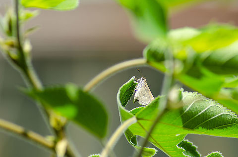 Hesperiidae - Skipper As per Ferdy, this is probably a skimmer/Hesperiidae. Here's a link to a similar butter
https://bugguide.net/node/view/33483
https://www.jungledragon.com/image/99624/hesperiidae.html


 Fall,Geotagged,United States