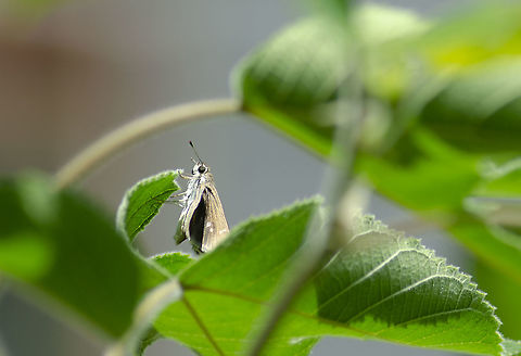 Hesperiidae Here is another photo of same butterfly linked. Here you can see a little bit of both eyes.
https://www.jungledragon.com/image/99584/hesperiidae_-_skipper.html
 Fall,Geotagged,United States