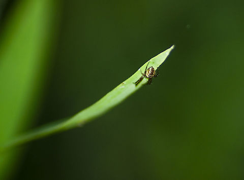 Mangora placida Been trying to get this spider's photo for the past week. First time it was facing the the right way. Fall,Geotagged,Mangora placida,Tuft-legged Orbweaver,United States