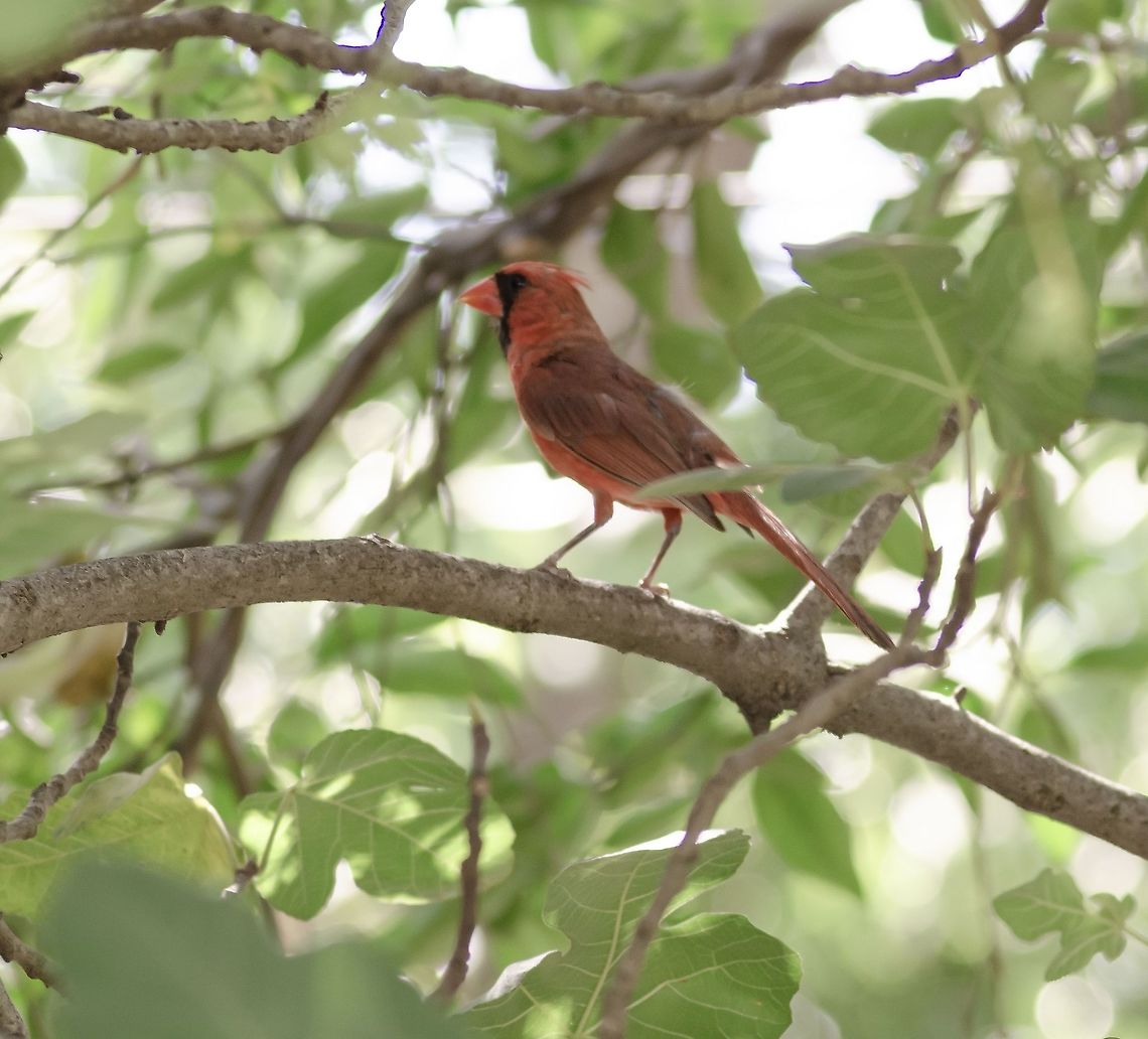 Male Northern Cardinal This cardinal has a family in my yard, although the male is rarely seen. Cardinalis cardinalis,Fall,Geotagged,Northern Cardinal,United States