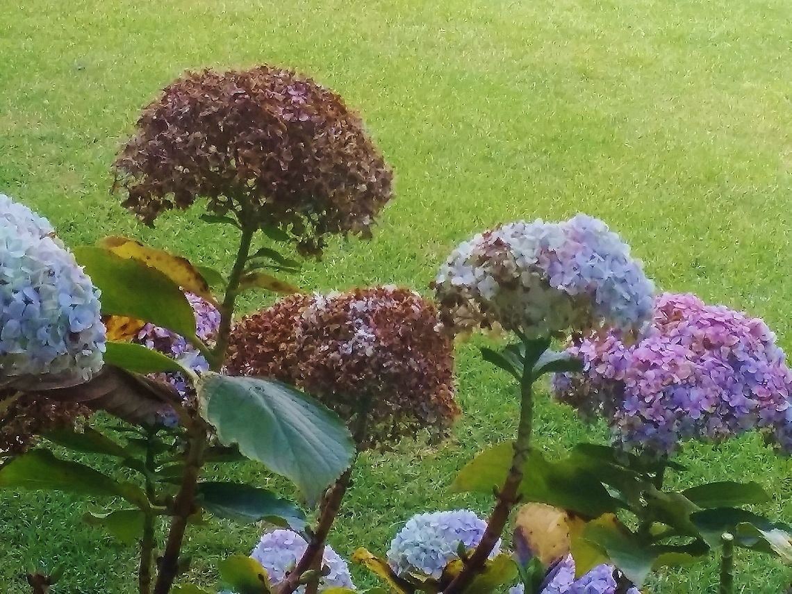 Hydrangea at Dolores Olmeda Museum in Mexico City This is a beautiful museum inside and out. One of the many flower species there. Fall,Geotagged,Hydrangea macrophylla,Mexico