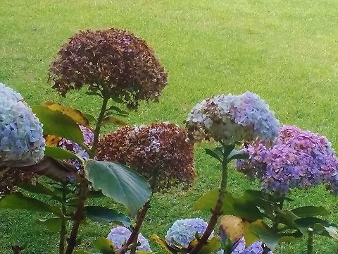 Hydrangea at Dolores Olmeda Museum in Mexico City This is a beautiful museum inside and out. One of the many flower species there. Fall,Geotagged,Hydrangea macrophylla,Mexico