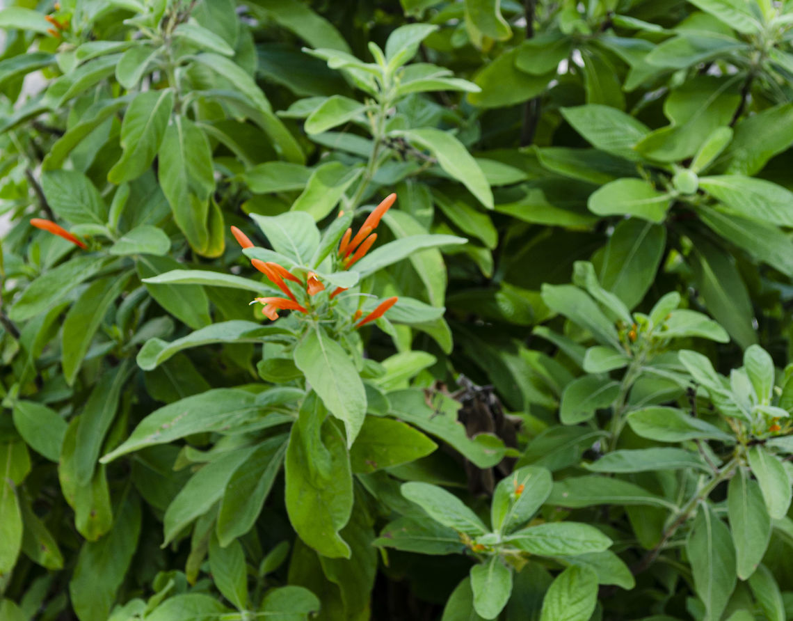 Hamelia patens -Mexican Firebush This is a popular plant in San Antonio because it attracts both butterflies and hummingbirds. Fall,Geotagged,Hamelia patens,United States