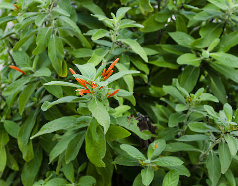 Hamelia patens -Mexican Firebush This is a popular plant in San Antonio because it attracts both butterflies and hummingbirds. Fall,Geotagged,Hamelia patens,United States