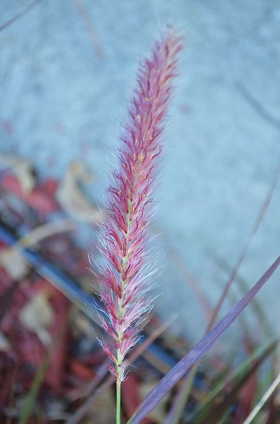 Pennisetum setaceum One of my favorite grasses Crimson fountaingrass,Geotagged,Pennisetum setaceum,United States,Winter